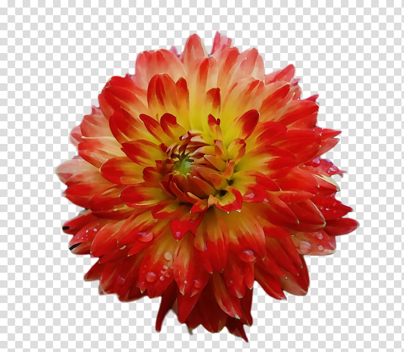 dahlia annual plant transvaal daisy cut flowers chrysanthemum, Watercolor, Paint, Wet Ink, Blanket Flowers, Petal, Plants, Seed Plants transparent background PNG clipart