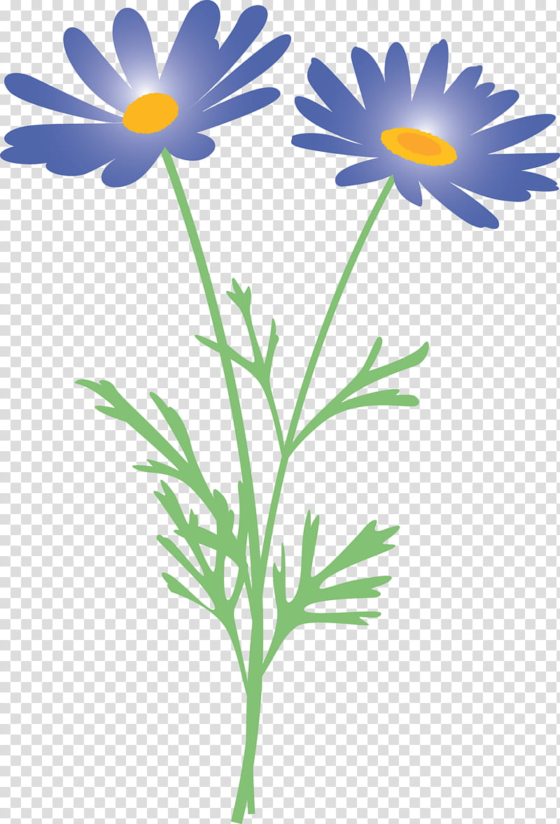 marguerite flower spring flower, Oxeye Daisy, Mayweed, Chamomile, Marguerite Daisy, Camomile, Plant, Petal transparent background PNG clipart