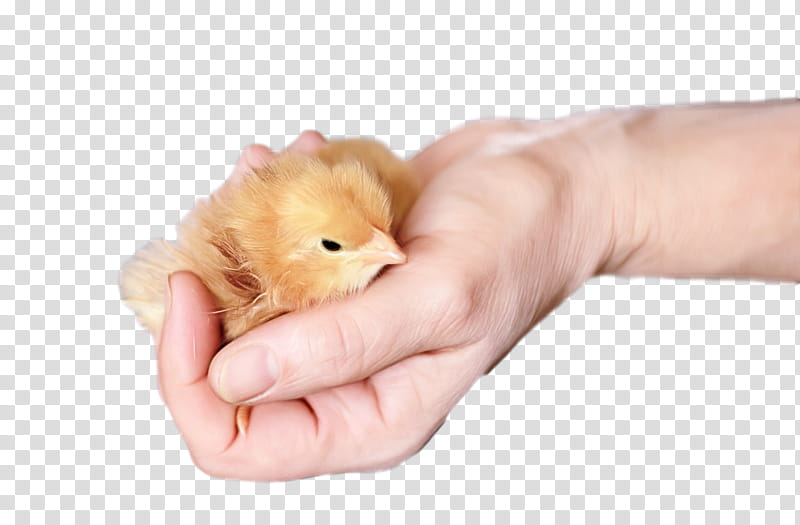 Hamster, Skin, Mouse, Hand, Muroidea, Gerbil, Muridae, Finger transparent background PNG clipart