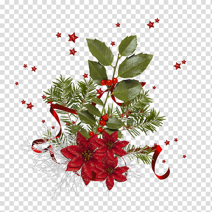 Holly, Flower, Red, Plant, Hawthorn, Leaf, Christmas transparent background PNG clipart