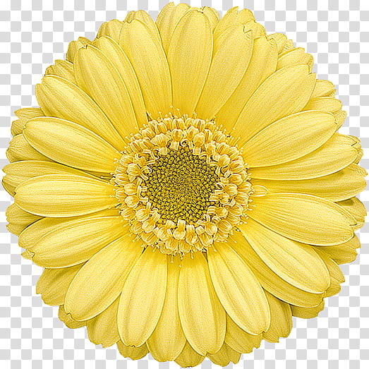 Artificial flower, Barberton Daisy, Gerbera, Yellow, Cut Flowers, Petal, Plant, English Marigold transparent background PNG clipart