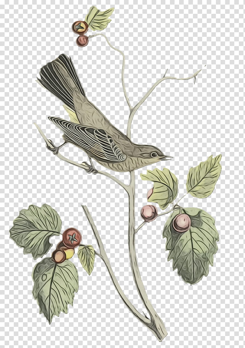Feather, Watercolor, Paint, Wet Ink, Twig, Coraciiformes, Flora, Beak transparent background PNG clipart Feather, Watercolor, Paint, Wet Ink, Twig, Coraciiformes, Flora, Beak transparent background PNG clipart