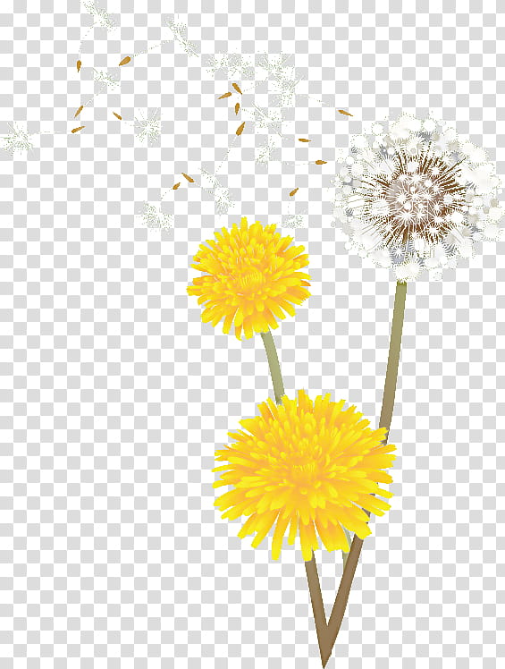 Dandelion, Cut Flowers, Yellow, Petal transparent background PNG clipart