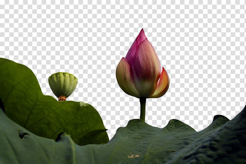 sacred lotus leaf nelumbonaceae petal lotus-m, Lotusm, Proteales, Biology, Plant Structure, Science, Plants transparent background PNG clipart