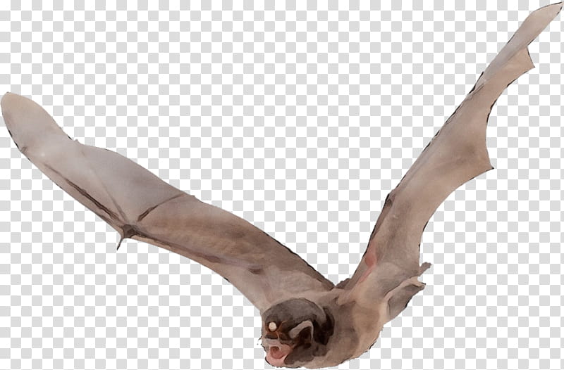 microbat bat flight megabat vampire bat common vampire bat, Watercolor, Paint, Wet Ink, Common Bentwing Bat, Little Brown Bat, Bat Wing Development, Bird Flight transparent background PNG clipart