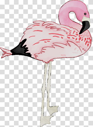Page 24 Flamingo Transparent Background Png Cliparts Free Download Hiclipart - bird roblox beak owl chicken pink bird png download 936