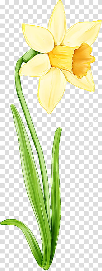 flower cut flowers plant yellow arum, Pedicel, Plant Stem, Narcissus, Tulip, Arum Family, Iris, Petal transparent background PNG clipart