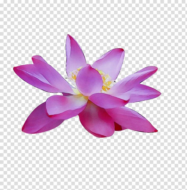 sacred lotus magenta telekom lotus-m, Watercolor, Paint, Wet Ink, Lotusm transparent background PNG clipart
