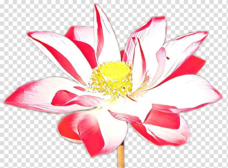 White Lily Flower, Floral Design, Artificial Flower, Cut Flowers, Petal, Plants, Aquatic Plants, Pink M transparent background PNG clipart