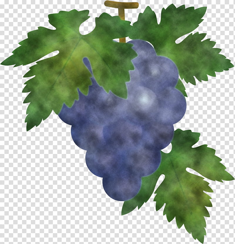 grape grapes fruit, Grape Leaves, Leaf, Grapevine Family, Plant, Vitis, Flower, Seedless Fruit transparent background PNG clipart