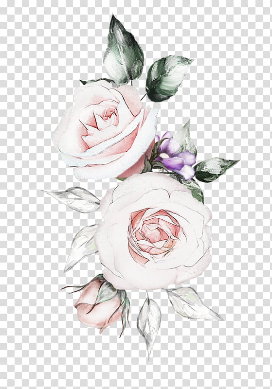 Garden roses, White, Pink, Flower, Rose Family, Plant, Rose Order, Watercolor Paint transparent background PNG clipart