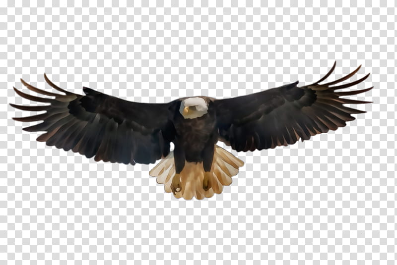 Flying Bird, Flying Eagle, Soaring Eagle, Bald Eagle, Hawk, Vulture, Beak, Bird Of Prey transparent background PNG clipart