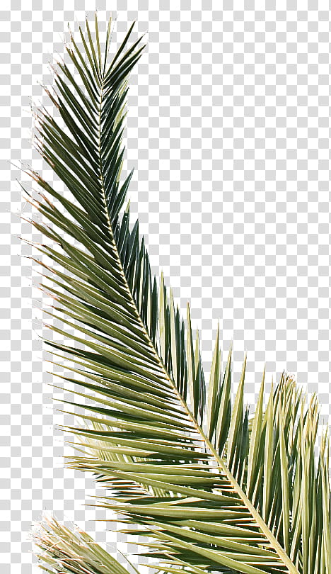 Palm tree, Columbian Spruce, Yellow Fir, Balsam Fir, White Pine, Shortleaf Black Spruce, Red Pine, Canadian Fir transparent background PNG clipart