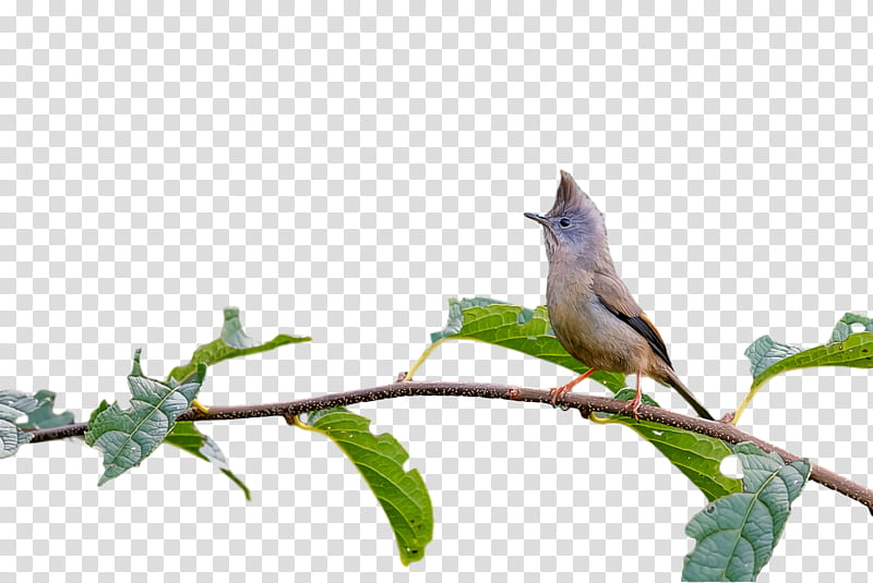 passerine twig birds beak biology, Science transparent background PNG clipart