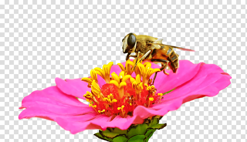 insect honey bee pollinator bees pollen, Cut Flowers, Petal, Nectar, Stx Eutm Energy Nr Dl, Membrane transparent background PNG clipart