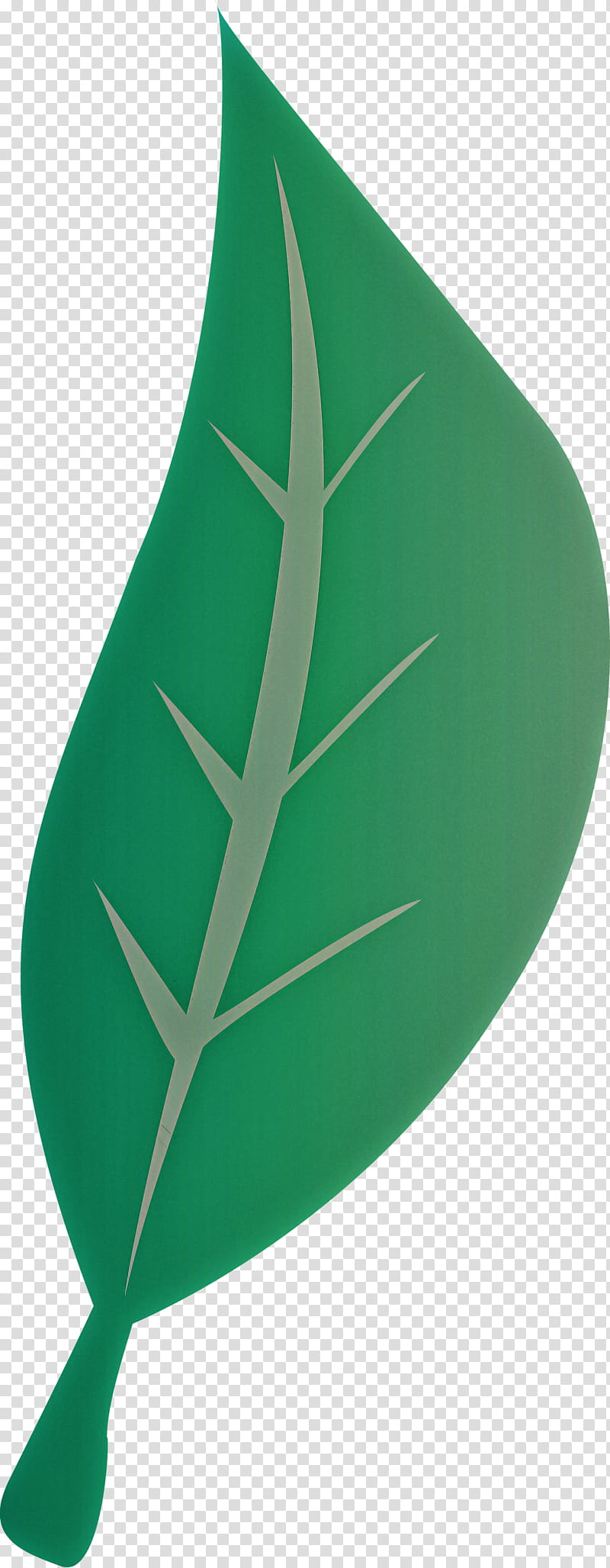 Monstera, Leaf, Plant Stem, Houseplant, Dumb Canes, Phalaenopsis Schilleriana, Guiana Chestnut, Ornamental Plant transparent background PNG clipart