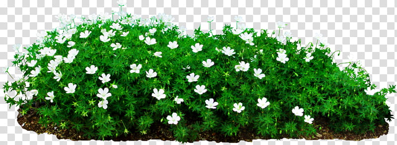Flower garden, Groundcover, Flowerpot, Plants, Lawn, Vine, Shrub, Metal Planter transparent background PNG clipart