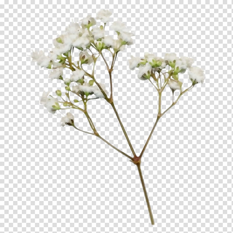 flower plant valerian cut flowers hydrangea, Watercolor, Paint, Wet Ink, Tree, Lilac, Heracleum Plant, Viburnum transparent background PNG clipart