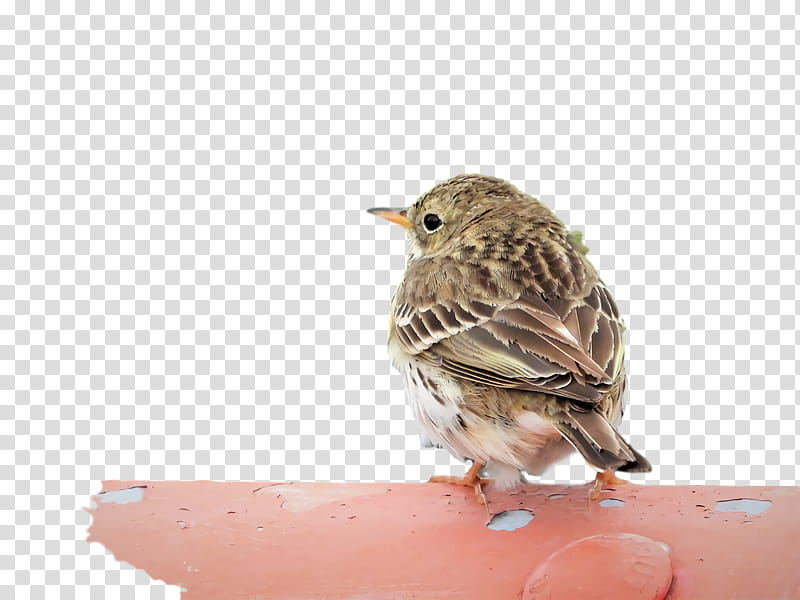 house sparrow ortolan bunting finches old world flycatchers wrens, American Sparrows, Old World Sparrow, Beak transparent background PNG clipart