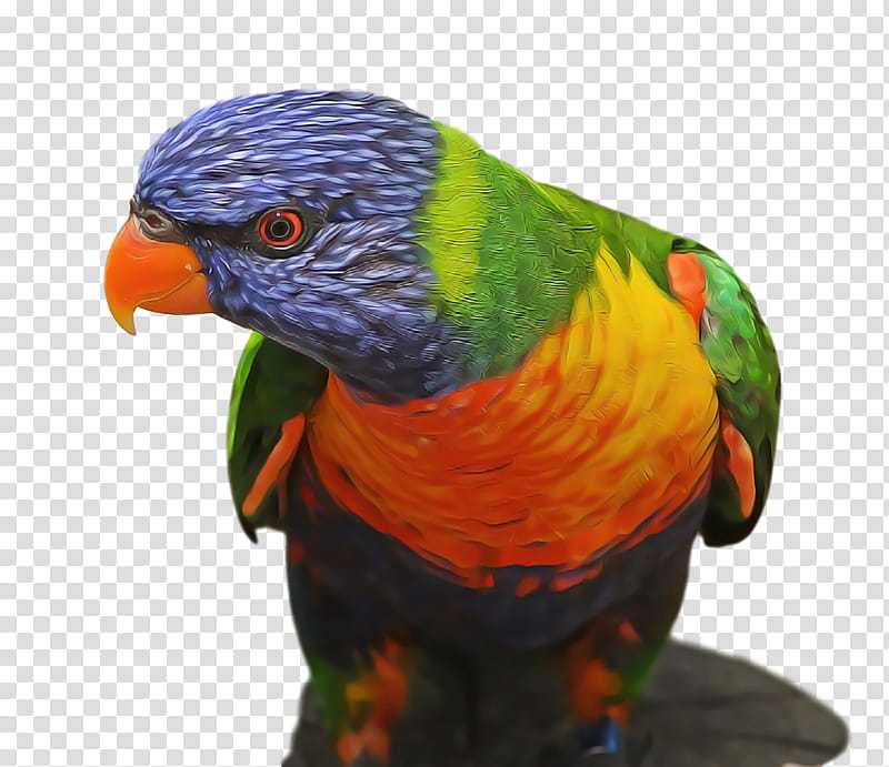 bird, Lorikeet, Parrot, Beak, Parakeet, Macaw, Budgie, Wing transparent background PNG clipart