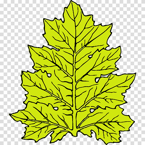 leaf plant stem symmetry line tree, Branching, Science, Mathematics, Biology, Plant Structure, Geometry transparent background PNG clipart