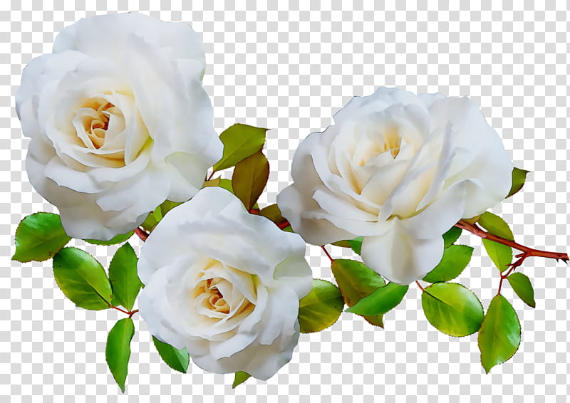 Garden roses, Watercolor, Paint, Wet Ink, Floribunda, Cabbage Rose, Floral Design, Memorial Rose transparent background PNG clipart
