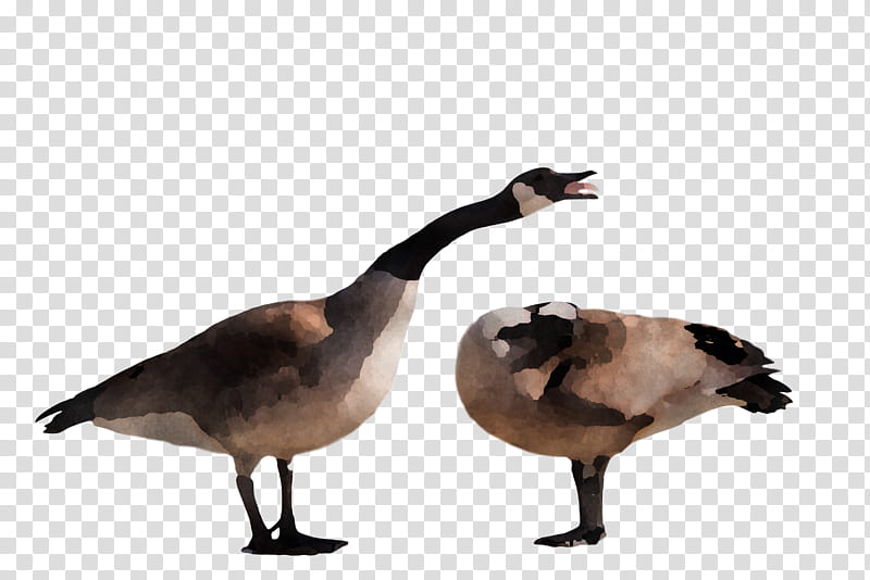 Goose wild animal, Bird, Canada Goose, Water Bird, Duck, Ducks Geese And Swans, Beak, Waterfowl transparent background PNG clipart