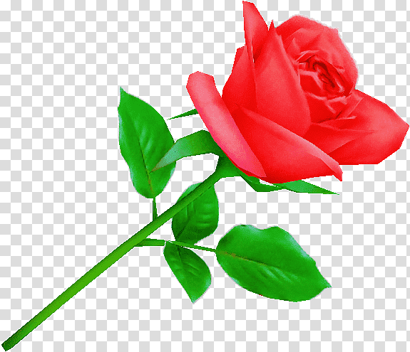 Garden roses, Rose Family, Cabbage Rose, Cut Flowers, Petal, Leaf, China Rose transparent background PNG clipart