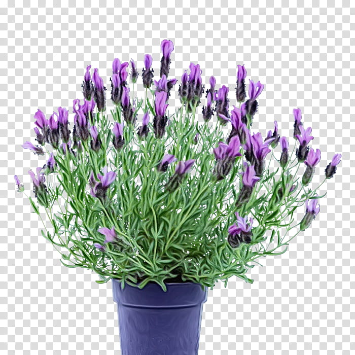 Artificial flower, Watercolor, Paint, Wet Ink, French Lavender, English Lavender, Flowerpot, Cut Flowers transparent background PNG clipart
