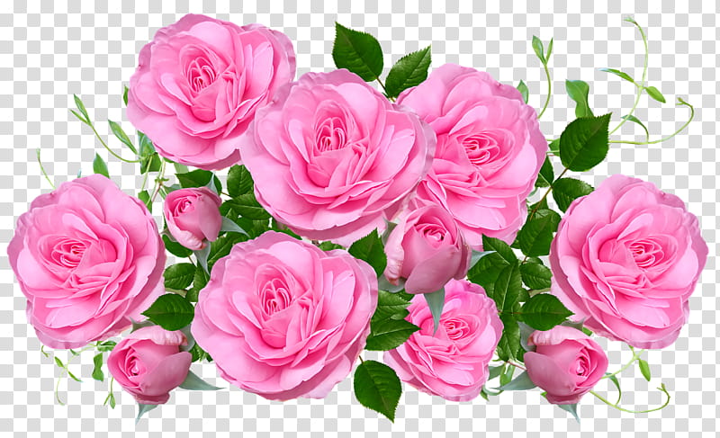 Garden roses, Flower, Still Life Pink Roses, Cabbage Rose, Flower Garden, Floribunda, Cut Flowers, Color transparent background PNG clipart