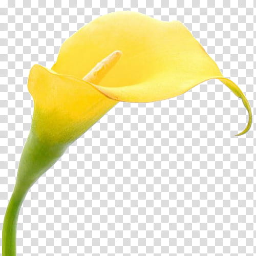 yellow arum flower plant headgear, Anthurium, Arum Family, Alismatales, Pedicel transparent background PNG clipart