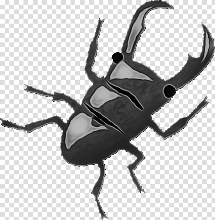 insect beetle stag beetles weevil japanese rhinoceros beetle, Watercolor, Paint, Wet Ink, Blister Beetles, Scarabs, Darkling Beetles, Ground Beetle transparent background PNG clipart