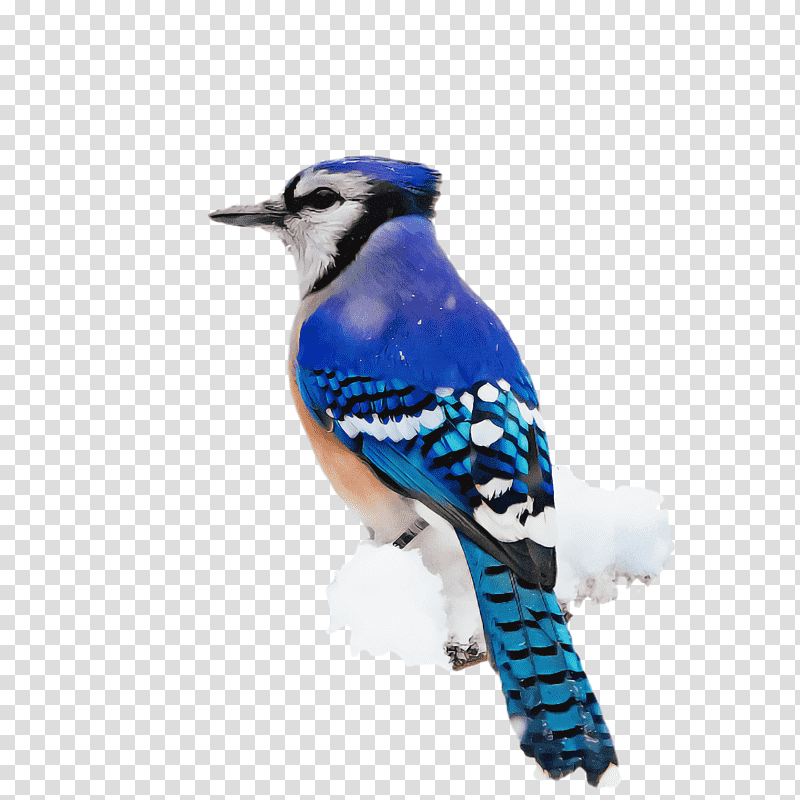 blue jay songbirds birds bluebirds cobalt blue, Beak, Tail, Passerine, Biology, Science transparent background PNG clipart