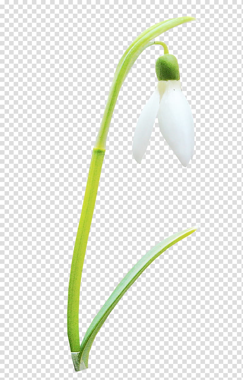 snowdrop galanthus flower plant summer snowflake, Watercolor, Paint, Wet Ink, Amaryllis Family transparent background PNG clipart