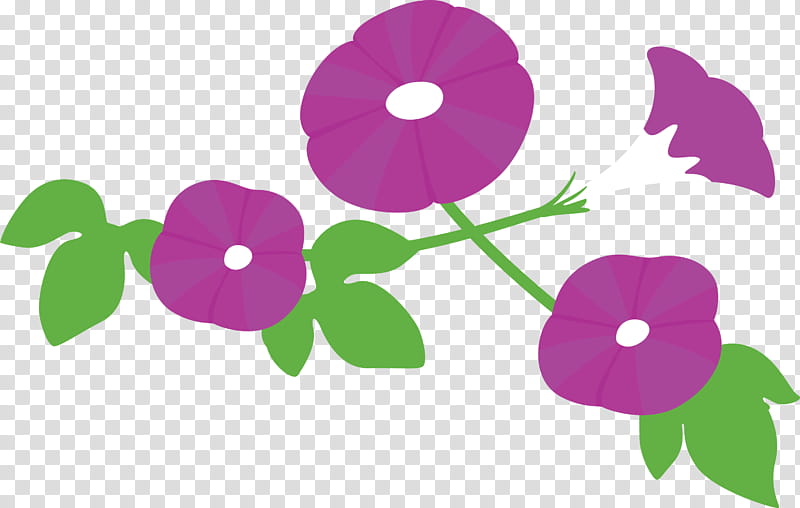 Morning Glory Flower, Violet, Purple, Plant, Pink, Petal, Magenta, Impatiens transparent background PNG clipart