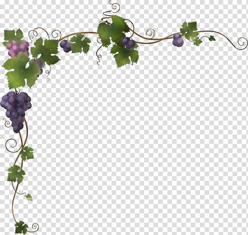 kyoho concord grape white wine sultana wine, Pinot Noir, Juice, Red Wine, Grape Leaves, Fruit, Grape Juice, Common Grape Vine transparent background PNG clipart