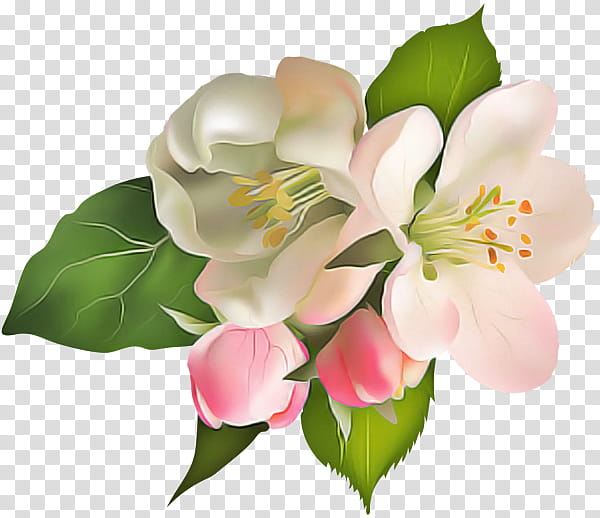 lily of the incas cut flowers petal flower transparent background PNG clipart