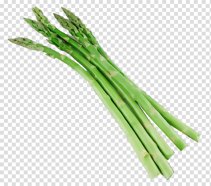 vegetable welsh onion leek plant scallion, Watercolor, Paint, Wet Ink, Chives, Food, Grass, Asparagus transparent background PNG clipart
