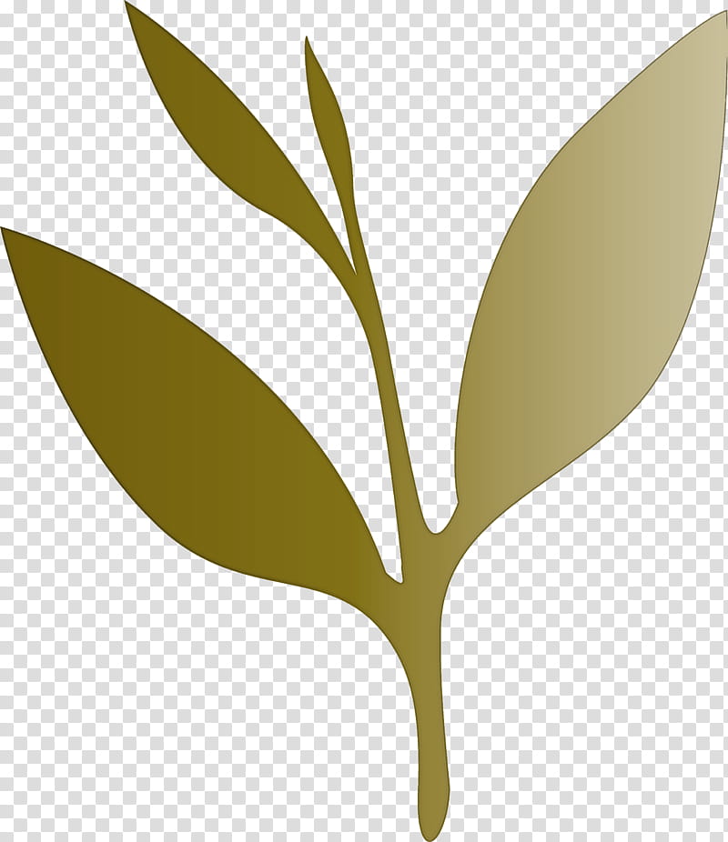 tea leaves leaf spring, Spring
, Plant, Flower, Olive, Tree, Branch, Eucalyptus transparent background PNG clipart