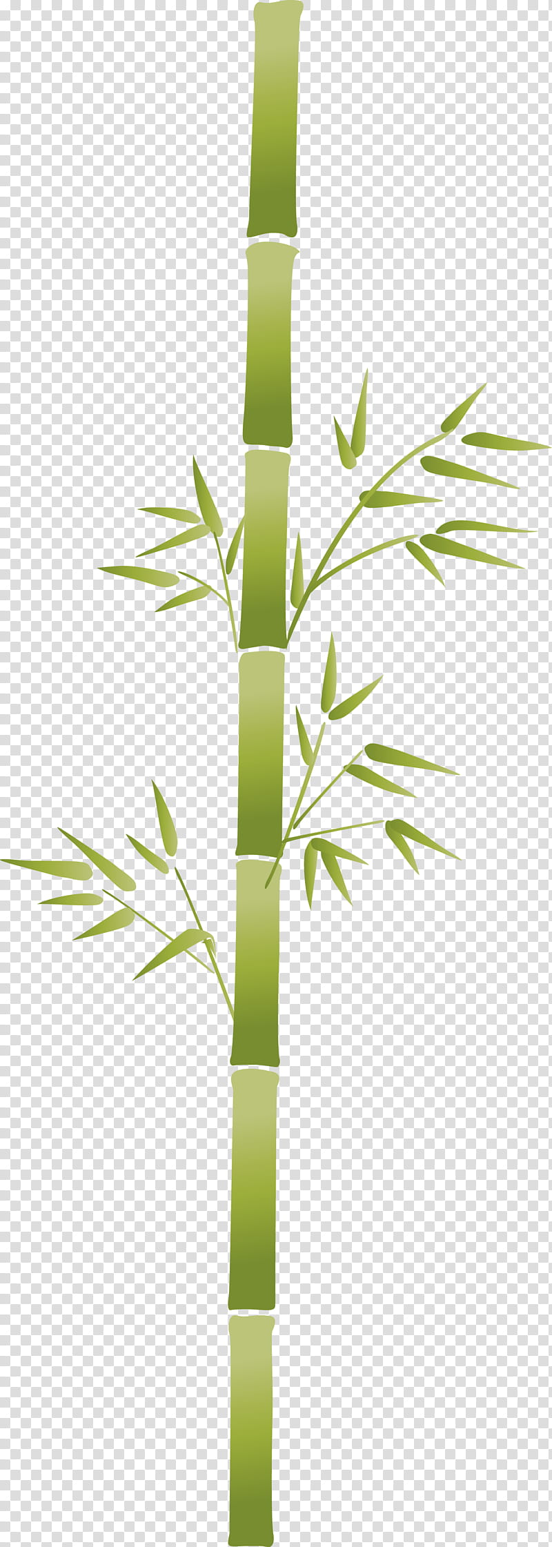 bamboo leaf, Plant Stem, Flower, Tree, Grass Family, Terrestrial Plant, Branch, Houseplant transparent background PNG clipart