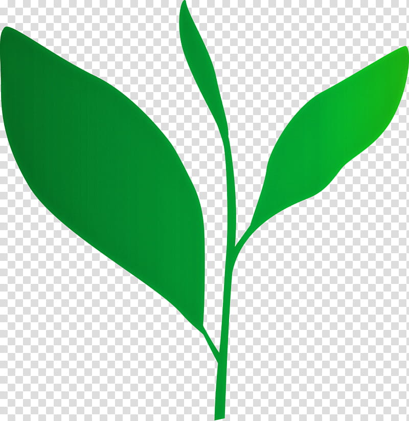 tea leaves leaf spring, Spring
, Green, Plant, Flower, Plant Stem, Lily Of The Valley, Logo transparent background PNG clipart