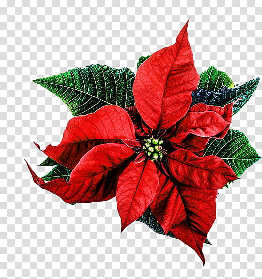 Christmas Day, Poinsettia, Joulukukka, Flower, Christmas Decoration, Christmas Card, Christmas Tree, Blog transparent background PNG clipart