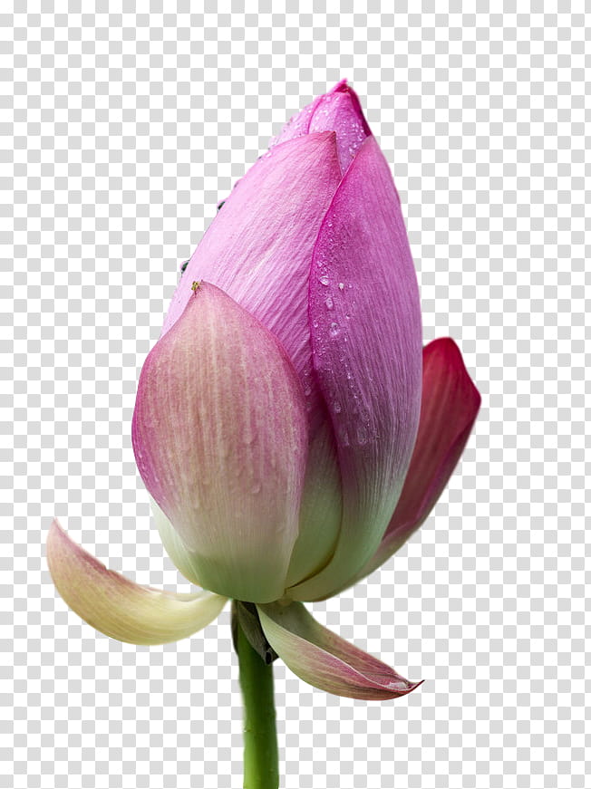 sacred lotus plant stem nelumbonaceae purple petal, Closeup, Lotusm, Proteales, Plants, Biology, Plant Structure, Science transparent background PNG clipart