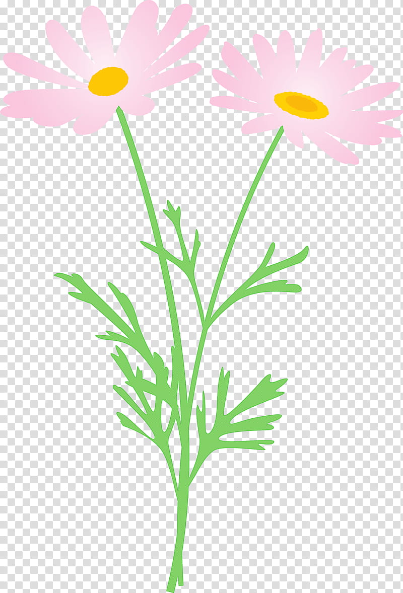 marguerite flower spring flower, Chamomile, Mayweed, Marguerite Daisy, Oxeye Daisy, Plant, Camomile, Pedicel transparent background PNG clipart