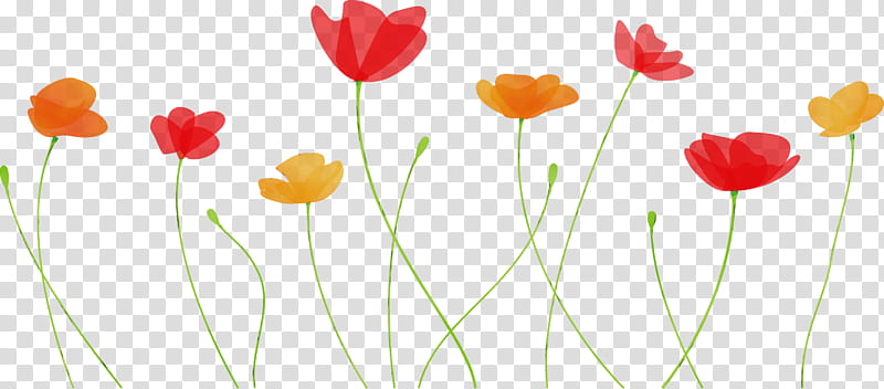 flower plant petal coquelicot tulip, Poppy Flower, Watercolor, Paint, Wet Ink, Plant Stem, Corn Poppy, Pedicel transparent background PNG clipart