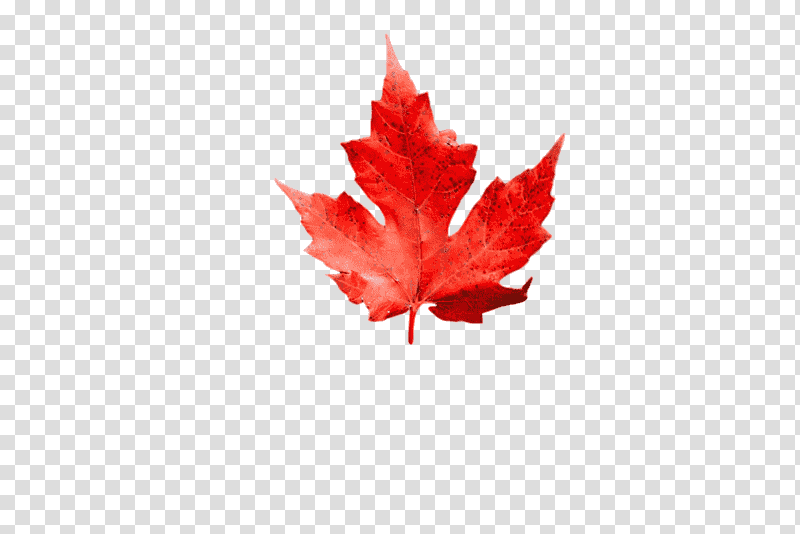 leaf maple leaf / m maple m-tree tree, Maple Leaf M, Mtree, Flower, Plants, Biology, Plant Structure transparent background PNG clipart