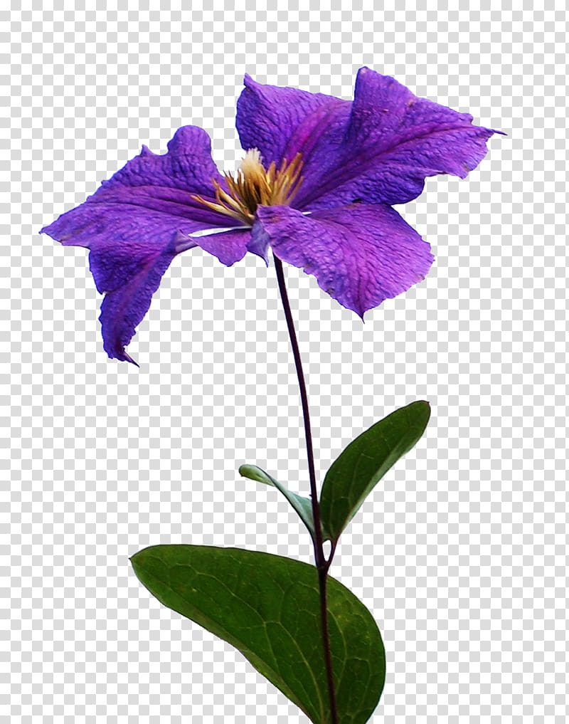 Family Logo, Leather Flower, Name, Text, Plant Stem, Petal, Plants, Purple transparent background PNG clipart