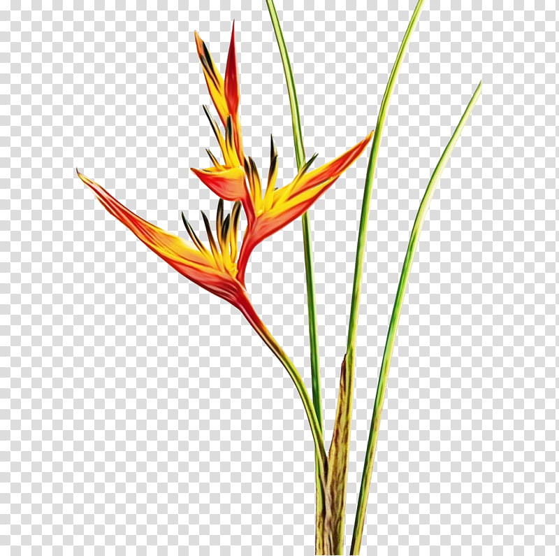 lobster-claws flower leaf plant stem grasses, Watercolor, Paint, Wet Ink, Lobsterclaws, Bird Of Paradise Flower, Petal, Swiss Cheese Plant transparent background PNG clipart