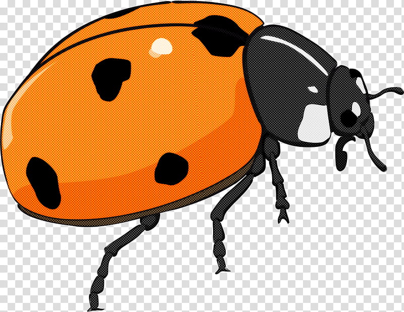 Ladybug, Insect, Leaf Beetle, Weevil, Snout, Blister Beetles, Darkling Beetles transparent background PNG clipart