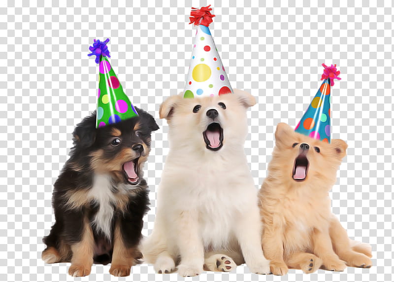 New Year's Eve, Puppy, Dog, Mrs Grossmans, Birthday
, Party, Companion Dog, Sticker transparent background PNG clipart